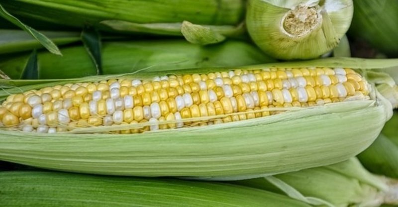 トウモロコシのひげの秘密 湯川和幸 Note