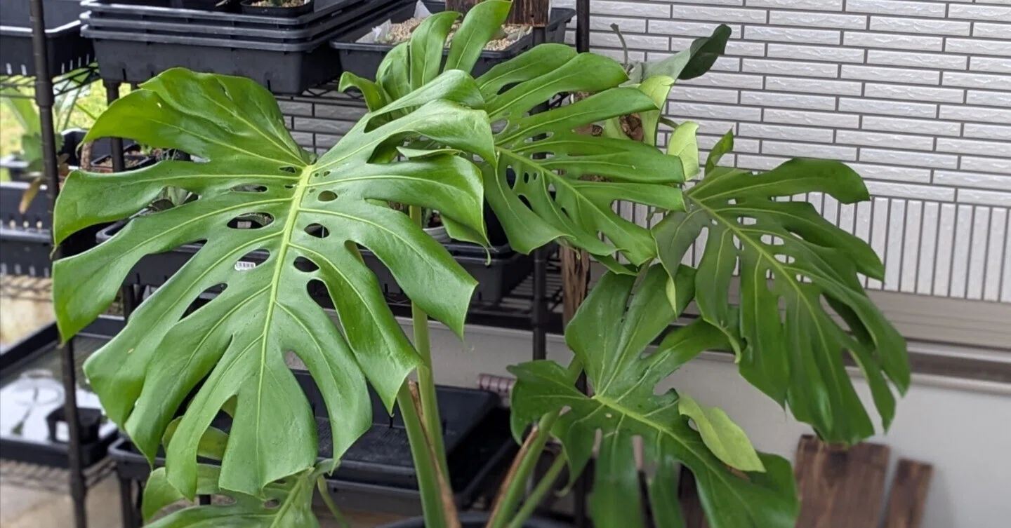 モンステラ】預かった巨大モンステラを地植えへ。未知なる「モンスター