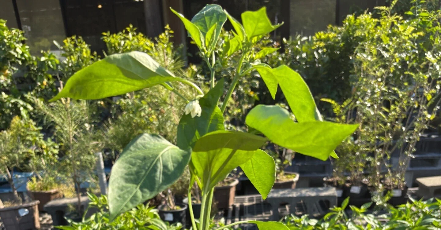 夏野菜を購入｜のぐべじ～nogvege～