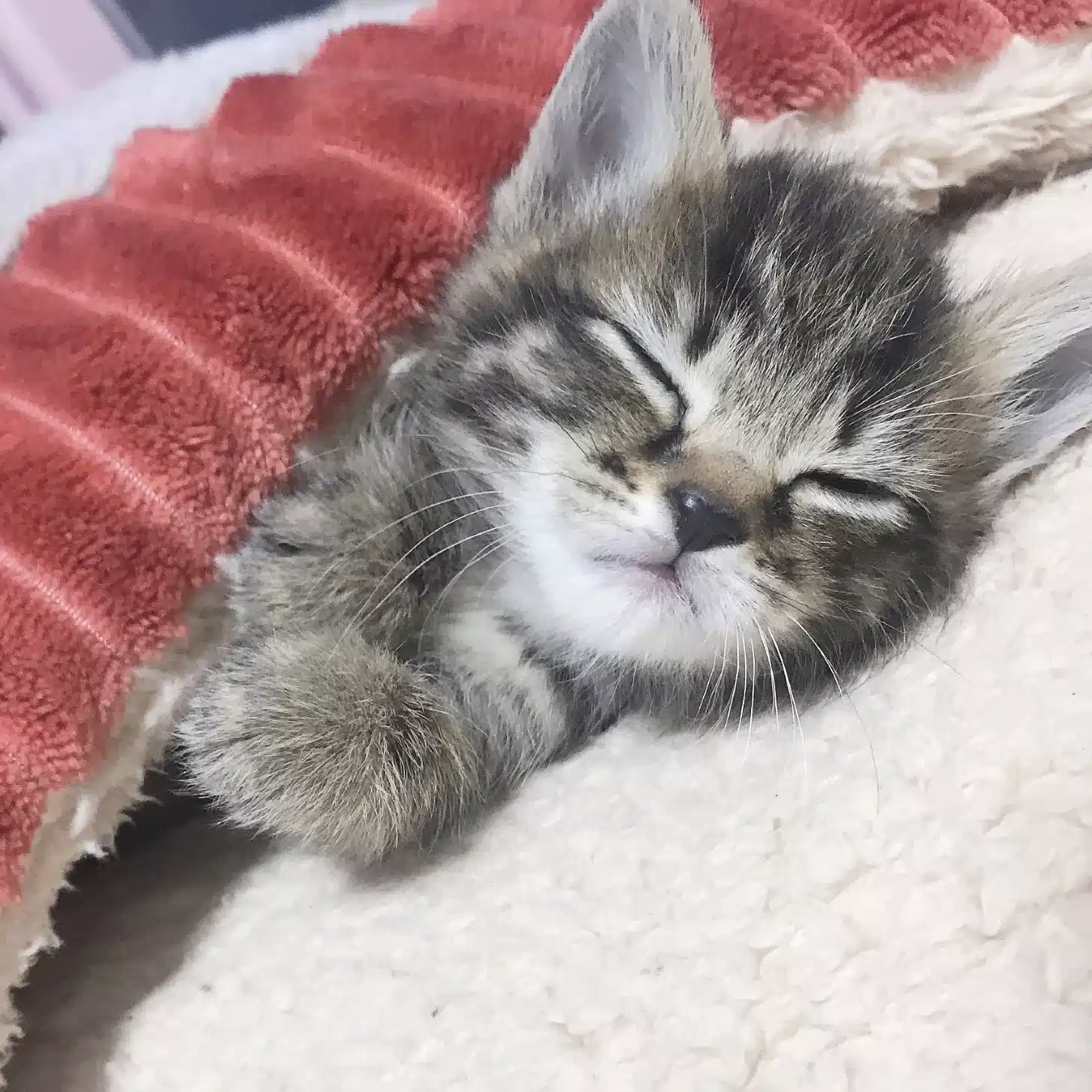 じょにい