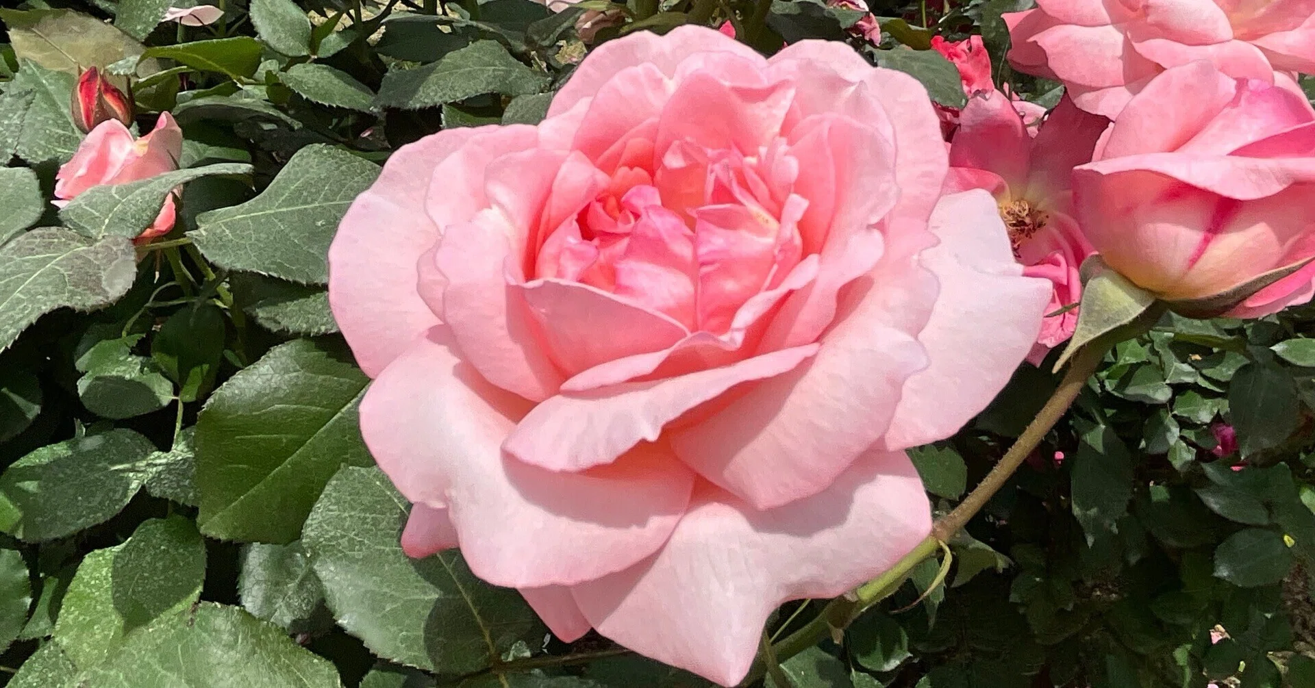 ヴォーグ（京都府立植物園）：2026年5月13日（水）｜藤井秀昭（『京都