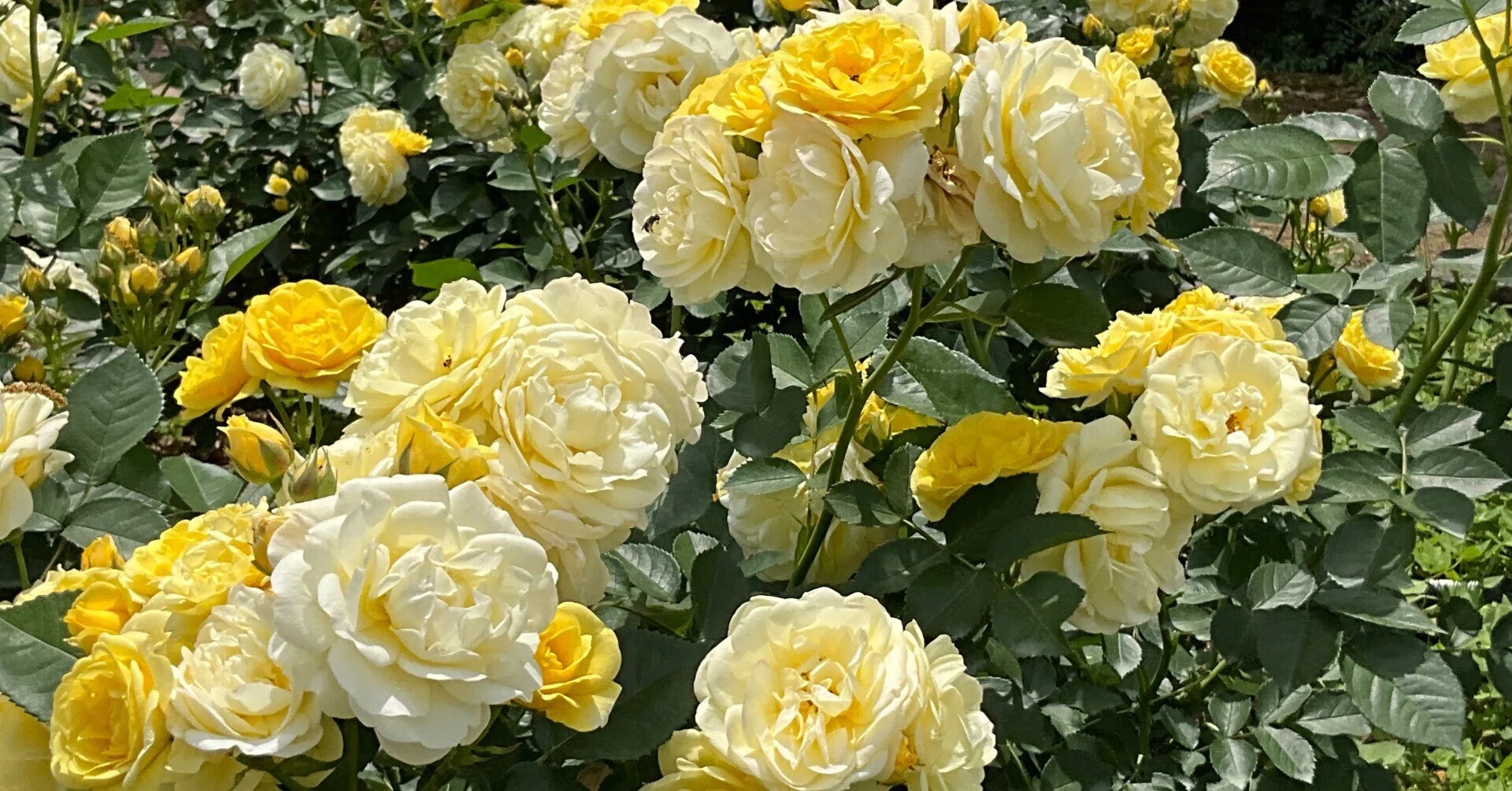 ゴールデン・ボーダー（京都府立植物園）：2026年5月13日（水）｜藤井