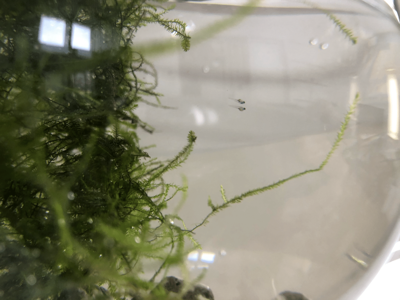 アカヒレ稚魚の成長記録 生後23日 魚と暮らす Note アカヒレ稚魚の成長記録 生後23日 魚と暮らす Note