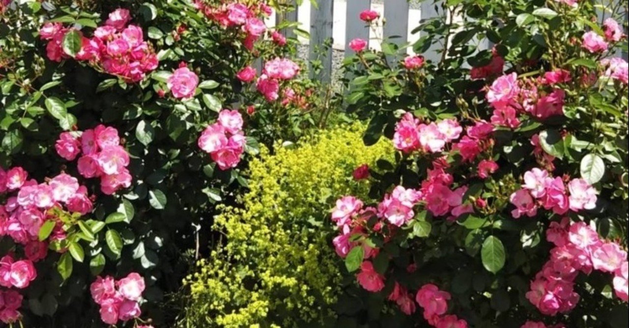薔薇の天敵アブラムシ 環境大善 Note 薔薇の天敵アブラムシ 環境大善 Note
