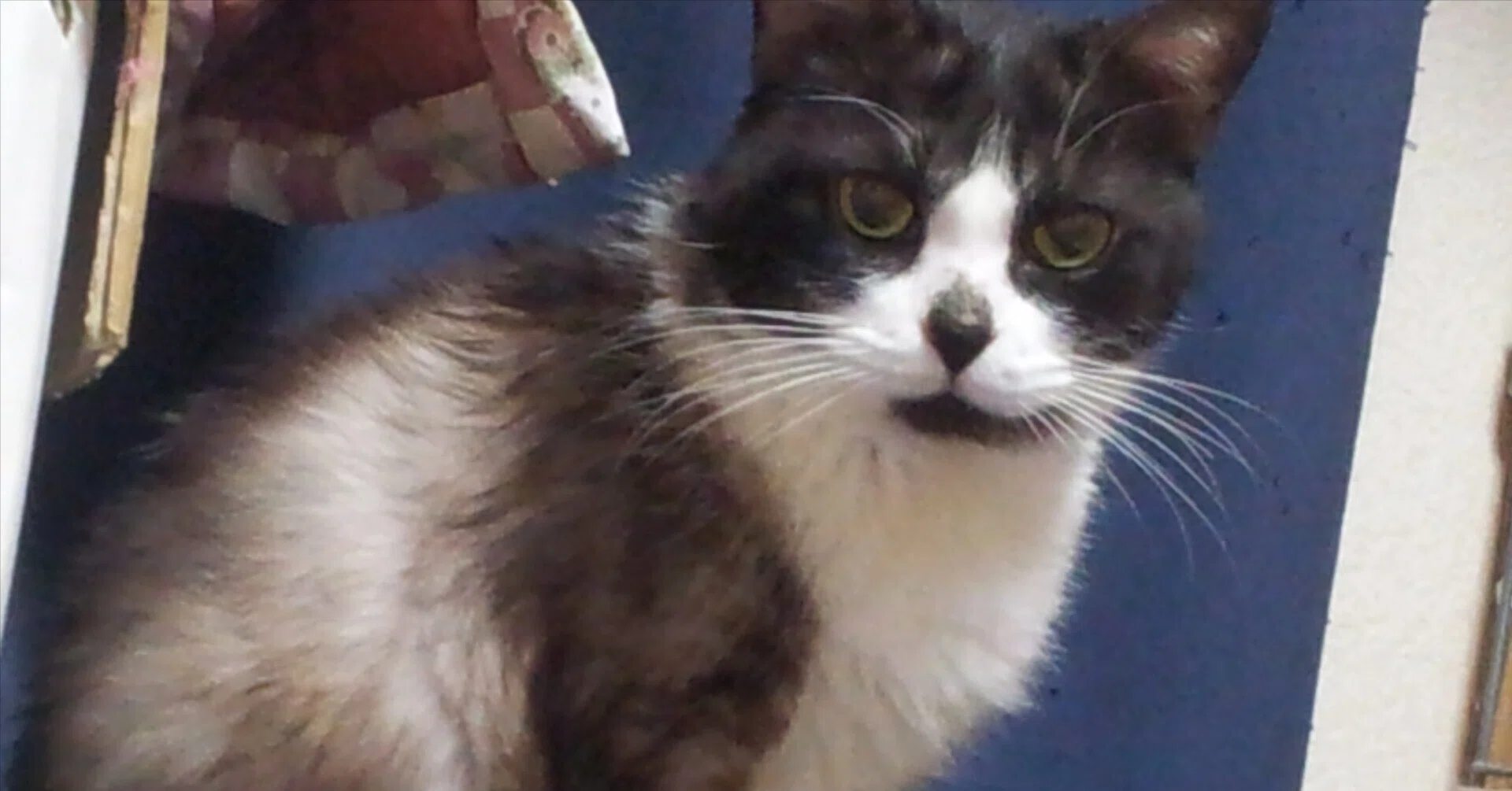 愛猫とのお別れと後悔】31歳の猫ちゃんから、猫ももえさんのことを