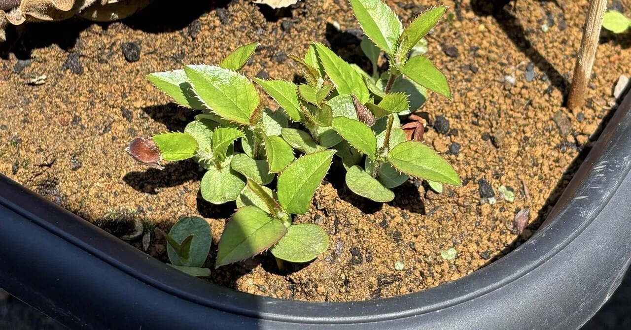 拾った木の実が次々と発芽しています♪｜れいちゃんママ