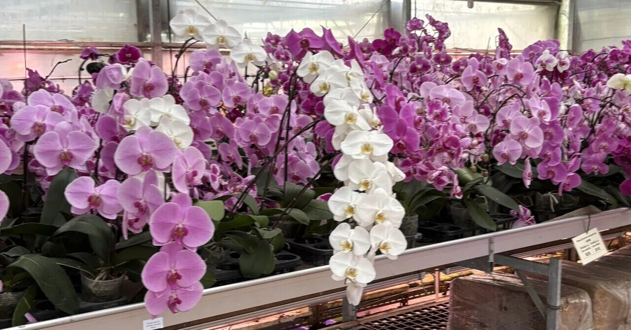 夫から母の日ゼロだったので、自分で胡蝶蘭を買いました😂🌸」｜Ringo