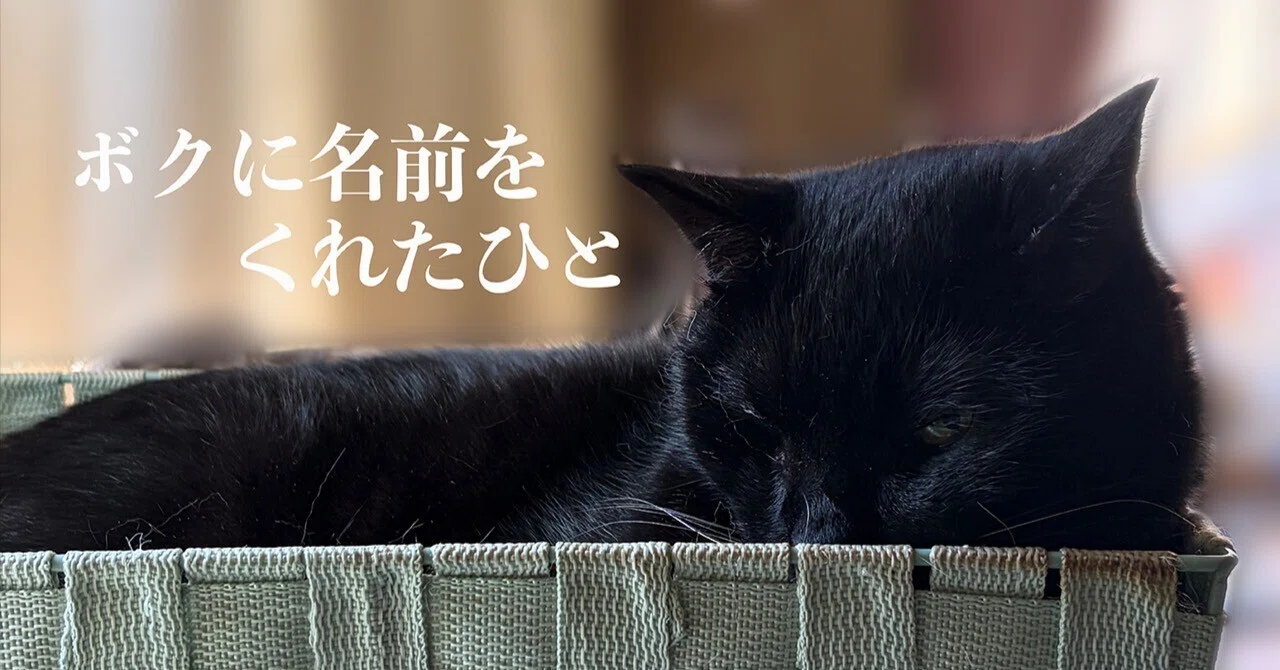 ボクに名前をくれた人・前編】黒猫、母さんの家に行く｜藤緒ミルカ