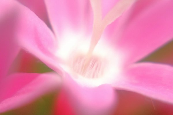 ペンタスの花言葉は花びらの形が星に似ていることから希望が叶う願い事 の新着タグ記事一覧 Note つくる つながる とどける ペンタスの花言葉は花びらの形が星に似ていることから希望が叶う願い事 の新着タグ記事一覧 Note つくる つながる とどける