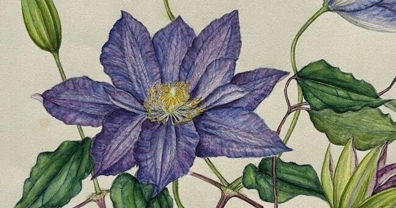 植物画・ボタニカルアート】クレマチス～静かさの中にある確かな力強さ