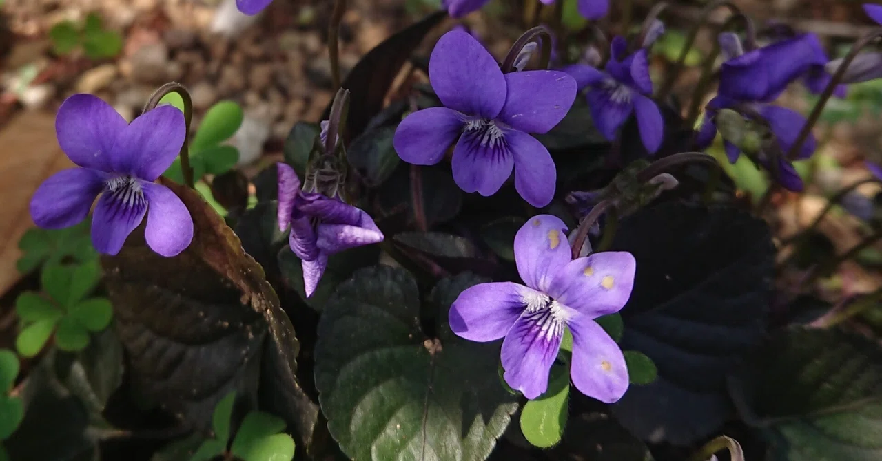 クロバスミレ＜黒葉菫：alpine violet＞（Viola labradorica）｜みるふぃ