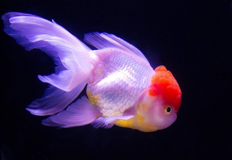 金魚をまだ美しいと思えない なぎんこ 燃える女子大生 Note 金魚をまだ美しいと思えない なぎんこ 燃える女子大生 Note