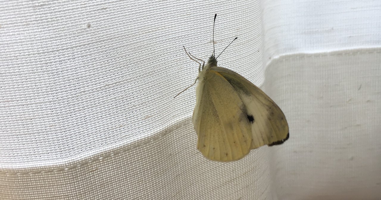 Ff 私たちの交換日記 の新着タグ記事一覧 Note つくる つながる とどける