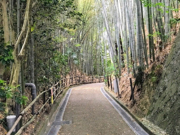 　今回は、伊賀市小田町にある２つの名所、名刹をご紹介します。まず、こちら「小六坂（ころくざか）」です。旧小田村から伊賀上野城西の丸にあった藤堂藩の鉄砲練習場に行く、この坂を開削した田村小六の名を取って、小六坂と呼ばれています。かつて和傘の産地だったとする伊賀を支えた竹林が並ぶこの坂が、「伊賀の嵯峨野」と言われる由縁のようです。