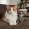 answ_kaz
