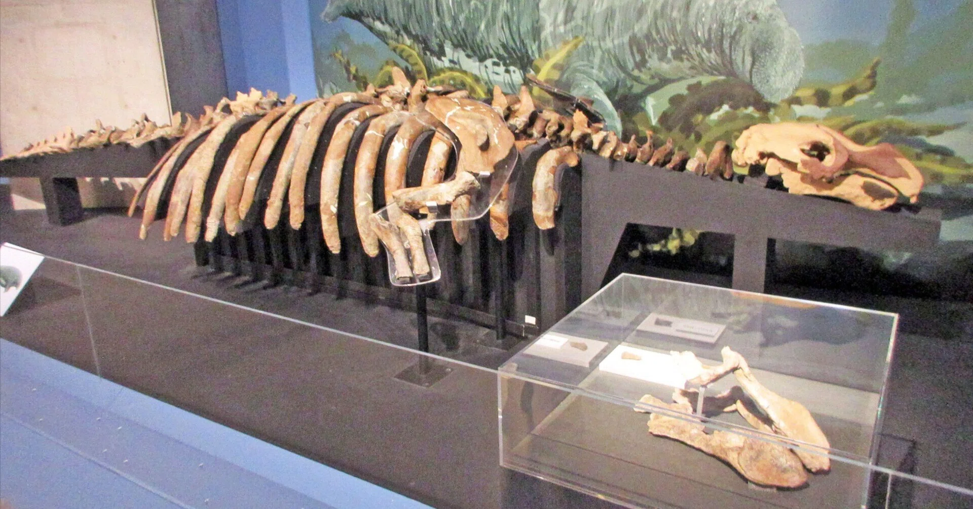 動物の骨格 約60cm 自然乾燥 新生代に起きた生物の多様性（ビッグファイブ後の世界）―新生代の気候