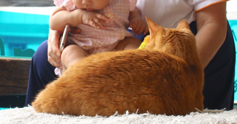 猫と暮らしていても猫カフェに行きたい心理 写真は呼吸 こさいたろ Note