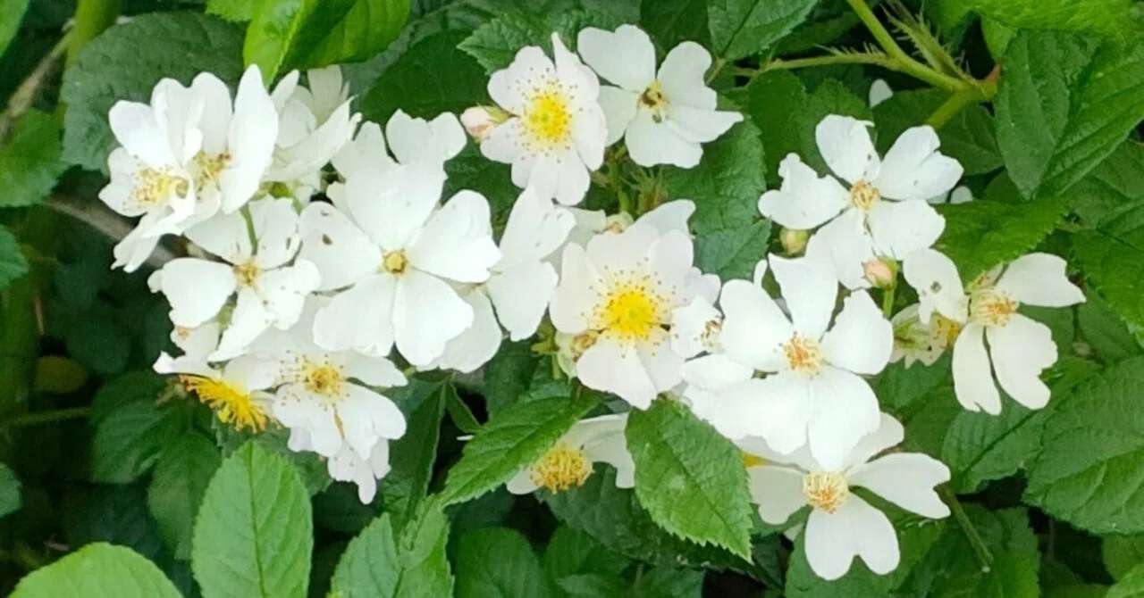 ノイバラの花｜月澄狸