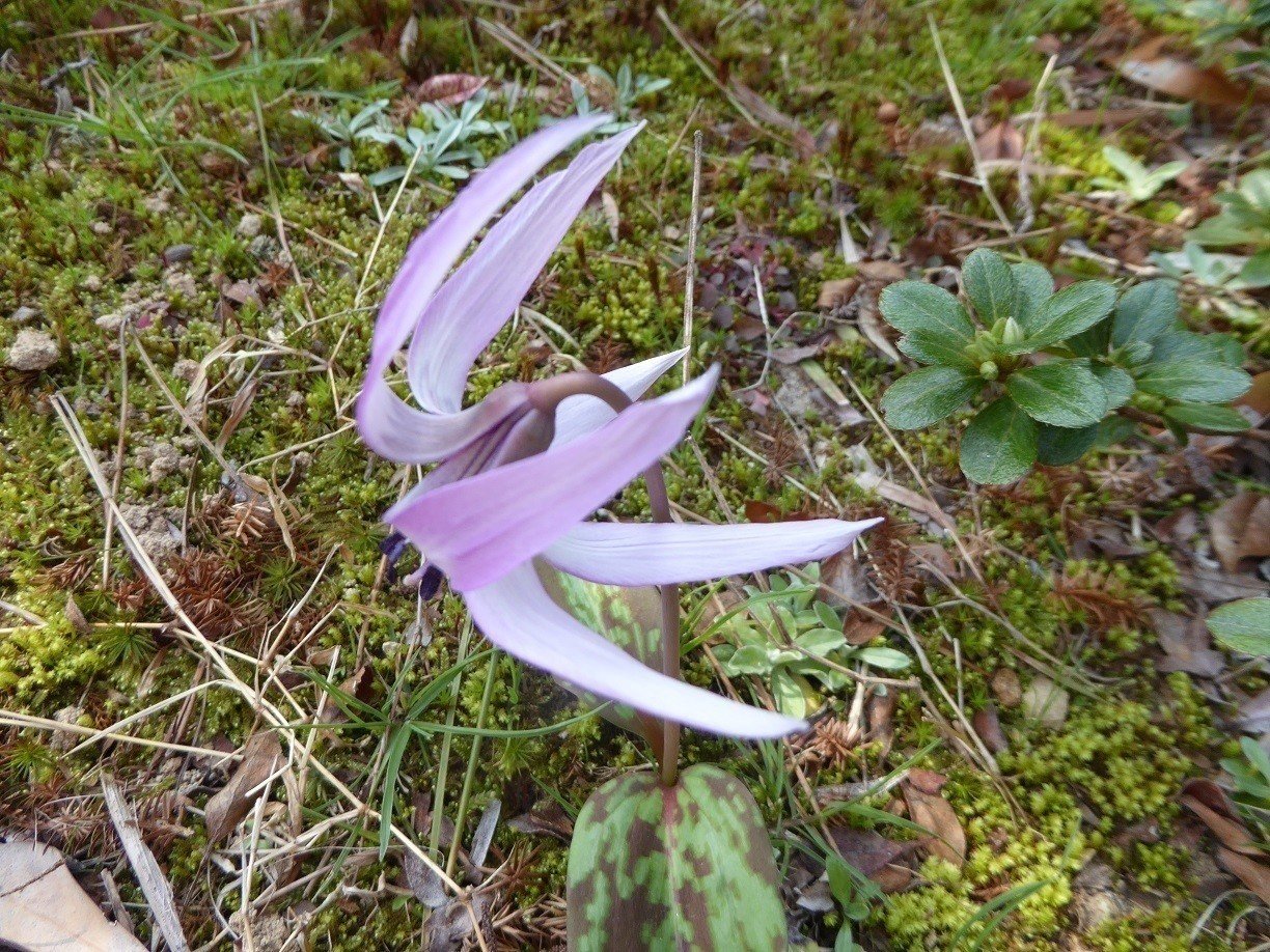 カタクリの花 初恋 嫉妬 寂しさに耐えよ Momomsato Note