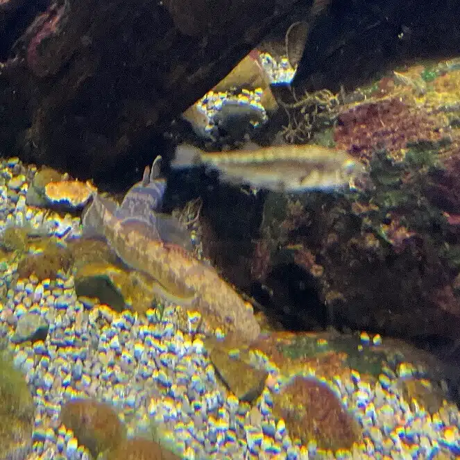 糸魚