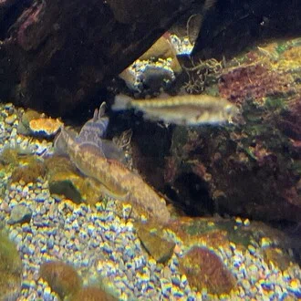 糸魚