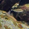 糸魚