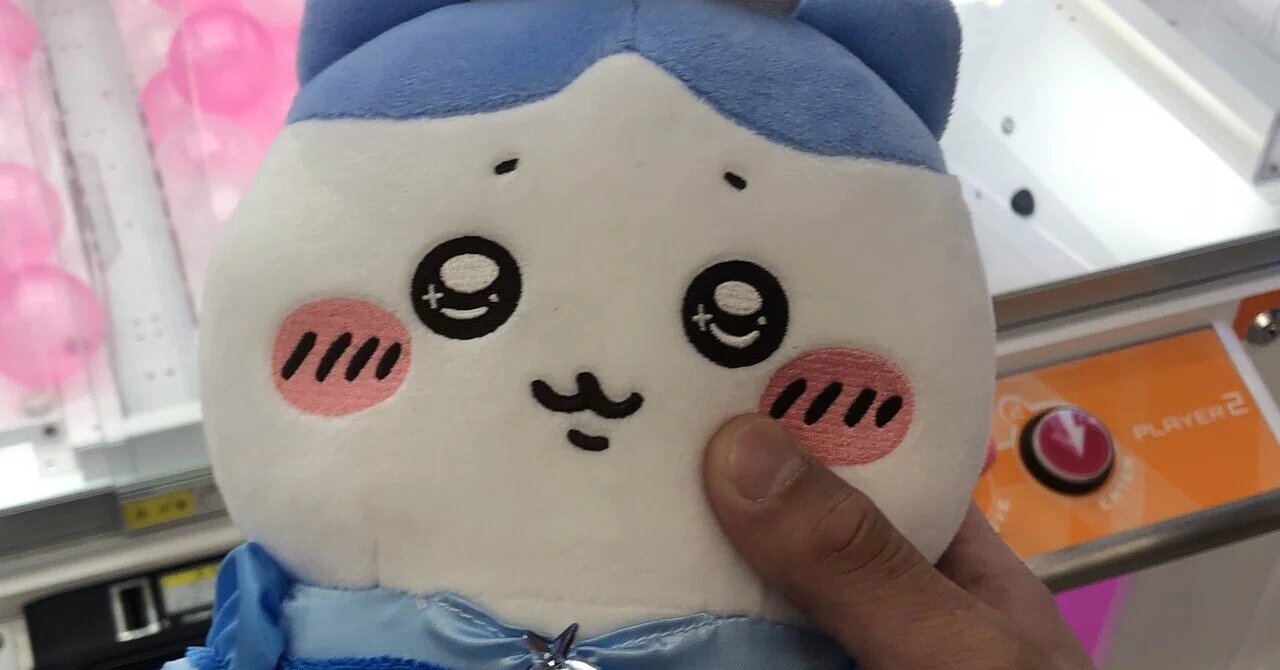 ハチワレ｜よーた