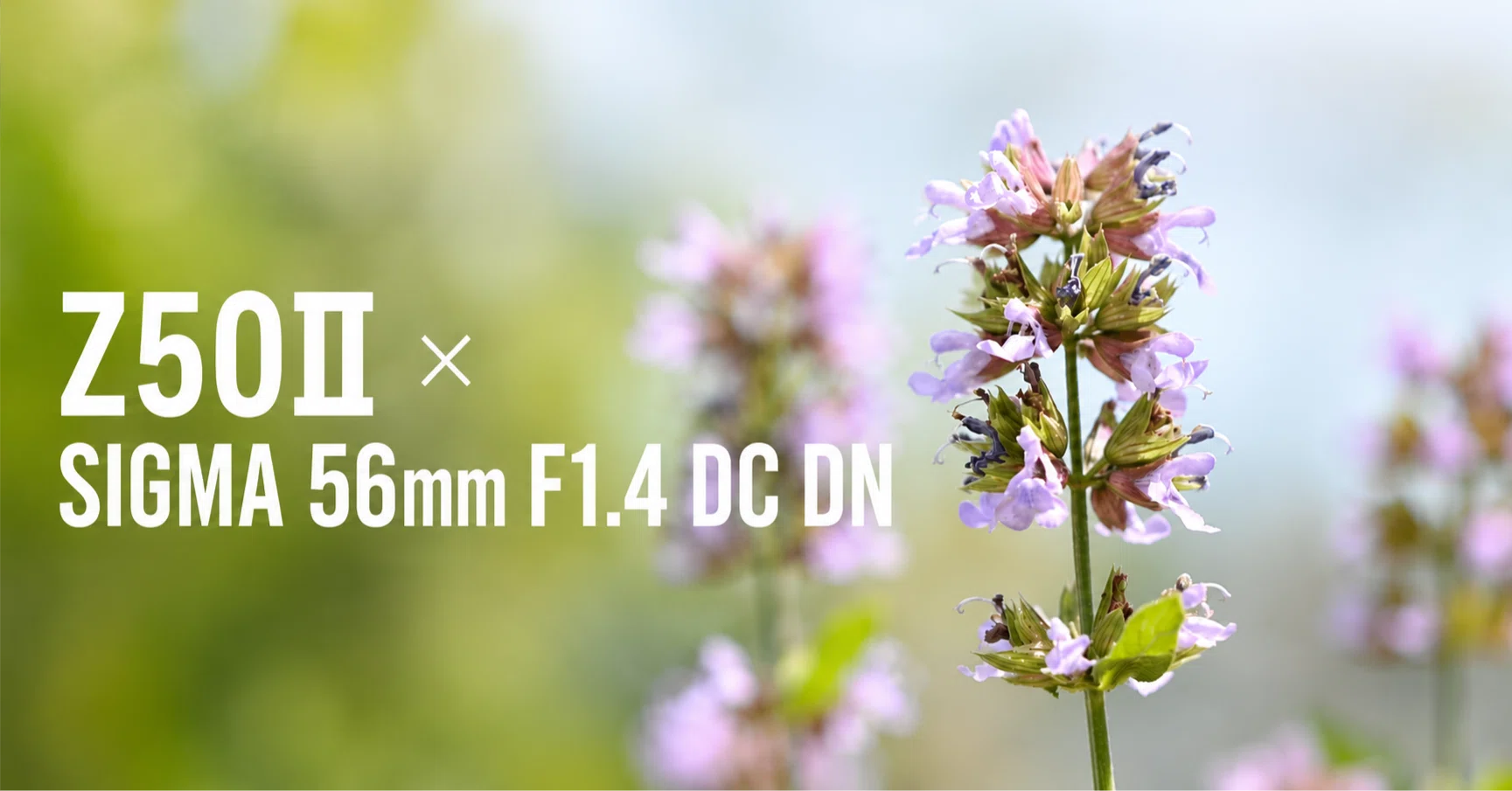 Nikon Z50II × SIGMA 56mm F1.4 DC DN 単焦点レビュー｜ふじき
