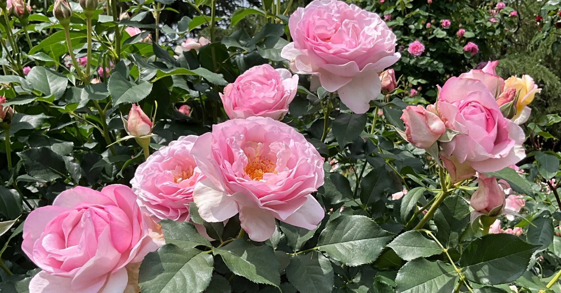 スヴニール・ドゥ・ルイ・アマード（京都府立植物園）：2026年5月14日