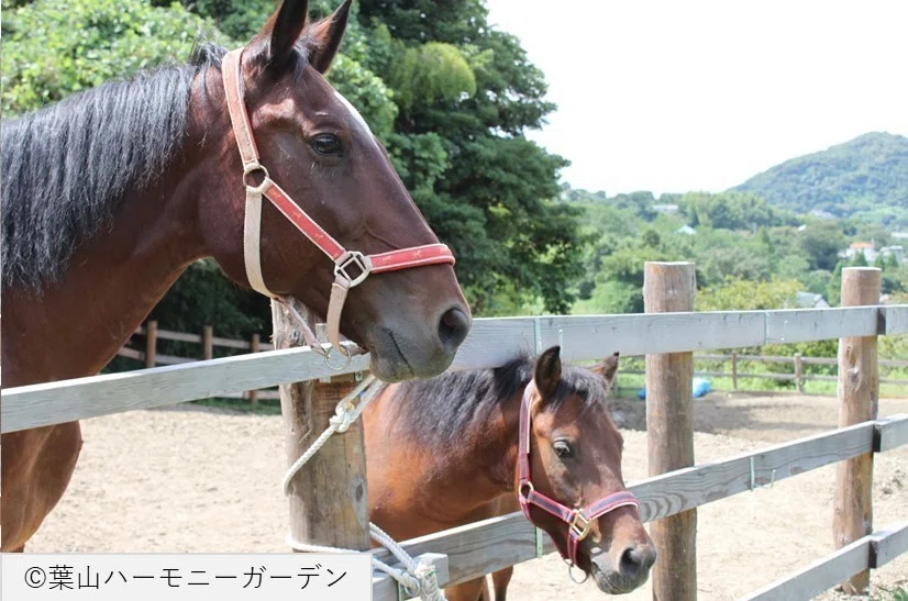 タロウとルーカス2