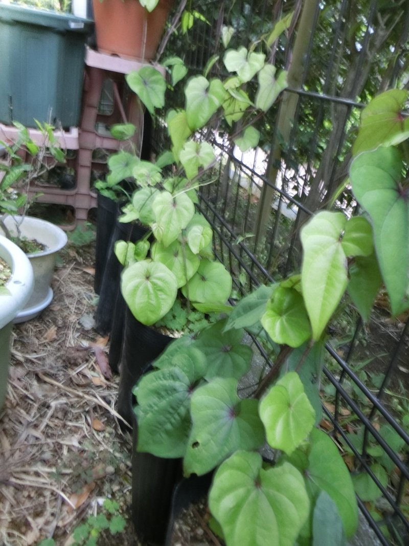 週末投稿 つれづれ有用植物 35 ヤマノイモ科 ヤマノイモ属 自然薯 Pingubanana Note 週末投稿 つれづれ有用植物 35 ヤマノイモ科 ヤマノイモ属 自然薯 Pingubanana Note