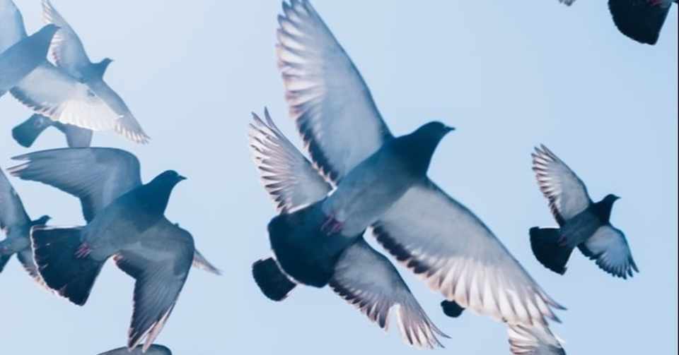 小説 言葉の贅肉を吹き払う 誰も悪くないこれは悲劇や Note