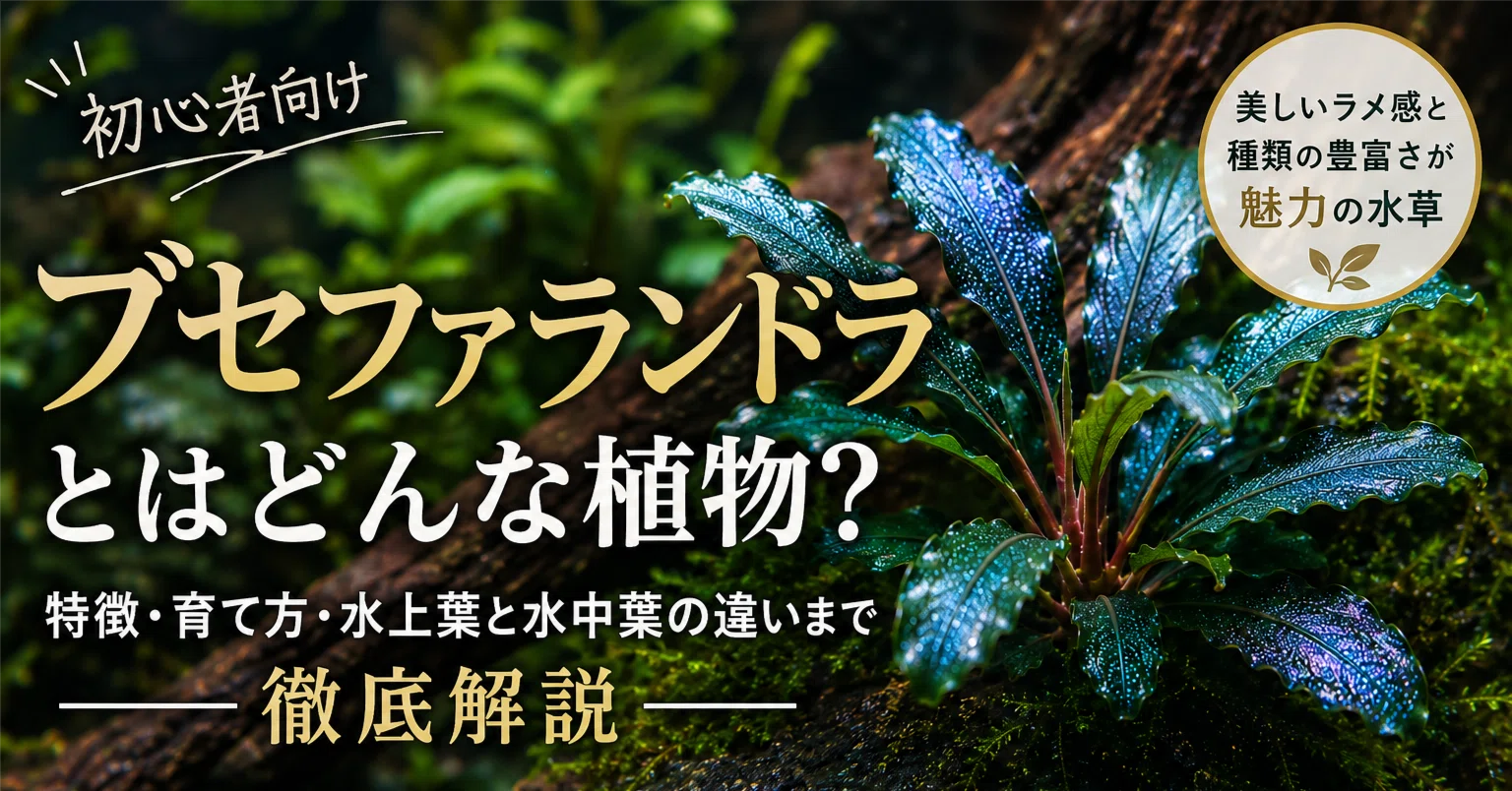 初心者向け】ブセファランドラとはどんな植物？人気の理由・育て方