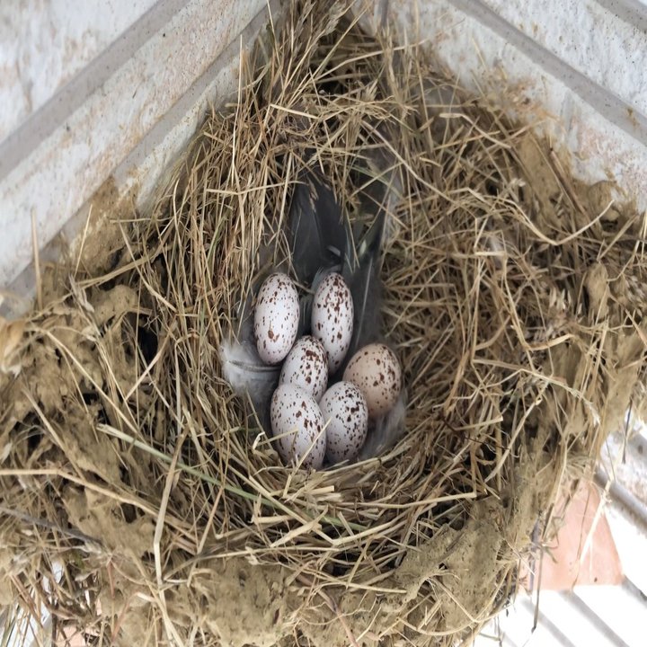 年ツバメの観察日記day21 30 ナイチャン Note