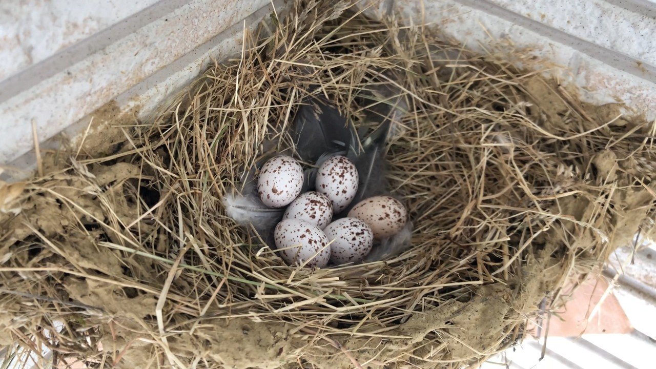 年ツバメの観察日記day21 30 ナイチャン Note 年ツバメの観察日記day21 30 ナイチャン Note