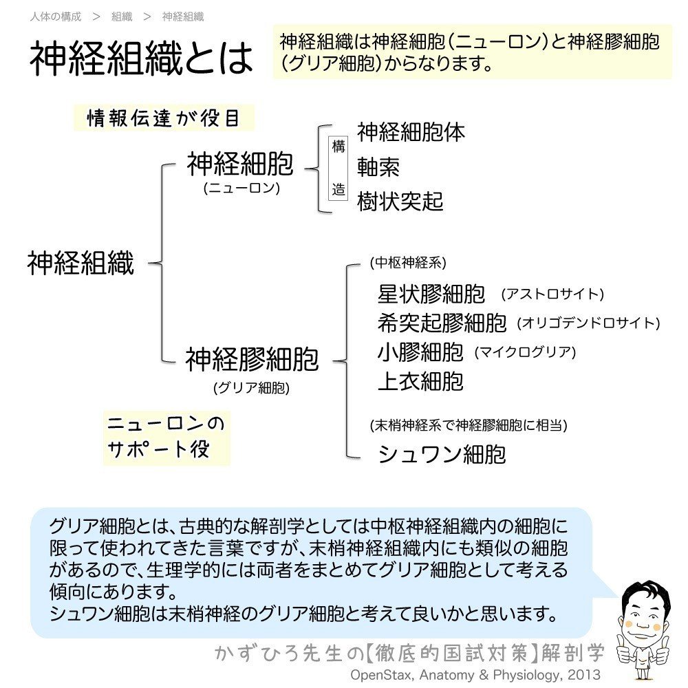 1 2 11 神経組織 一問一答 マガジン記事 かずひろ先生 黒澤一弘 解剖学 Note 1 2 11 神経組織 一問一答 マガジン記事 かずひろ先生 黒澤一弘 解剖学 Note