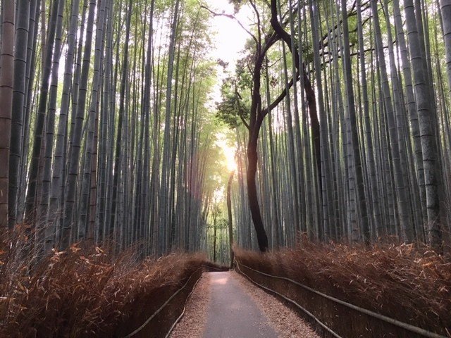 朝の風景 嵐山 ゆこ Note 朝の風景 嵐山 ゆこ Note
