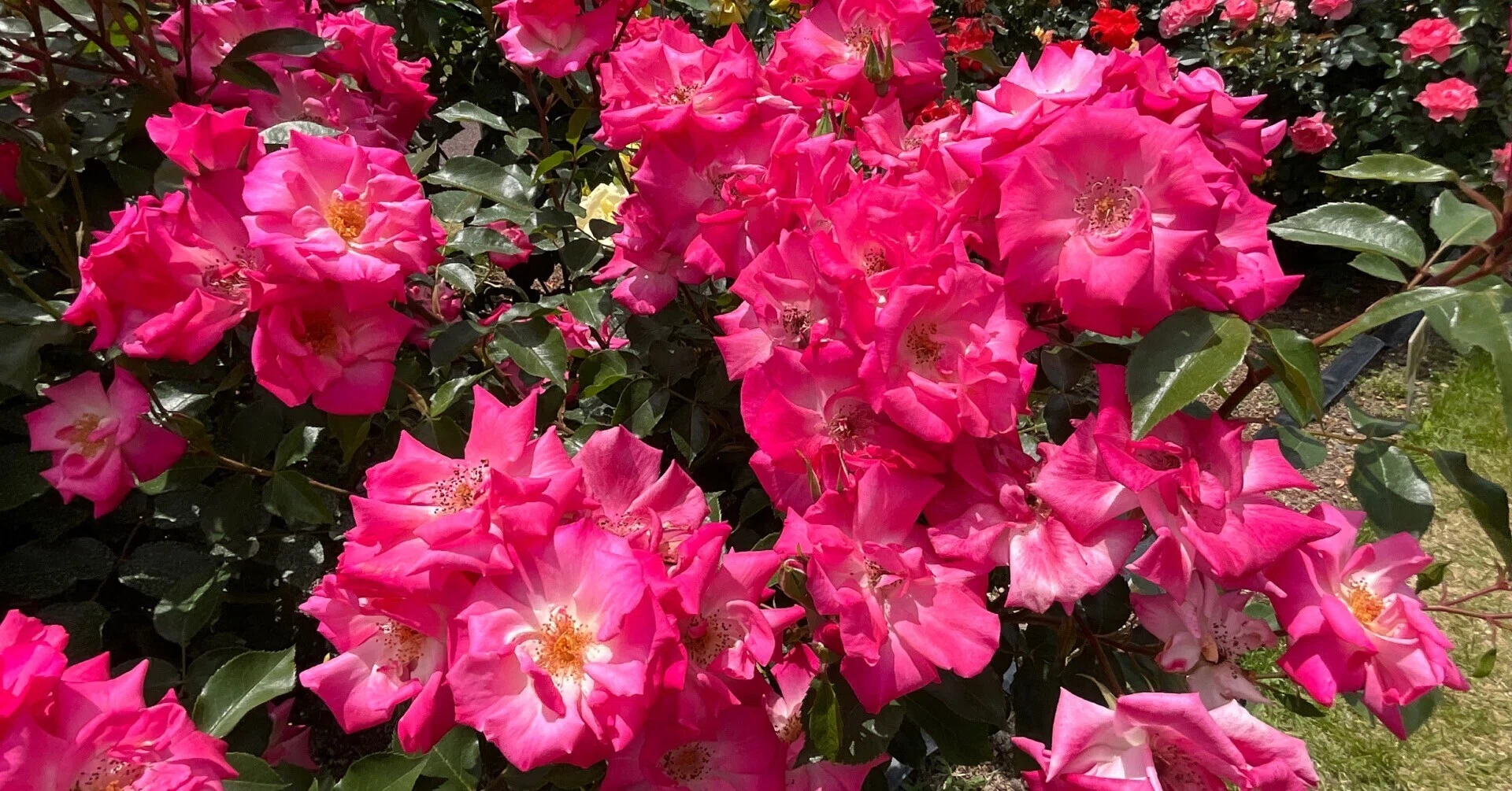 ラ・ビ・アン・ローズ（京都府立植物園）：2026年4月30日（木）｜藤井