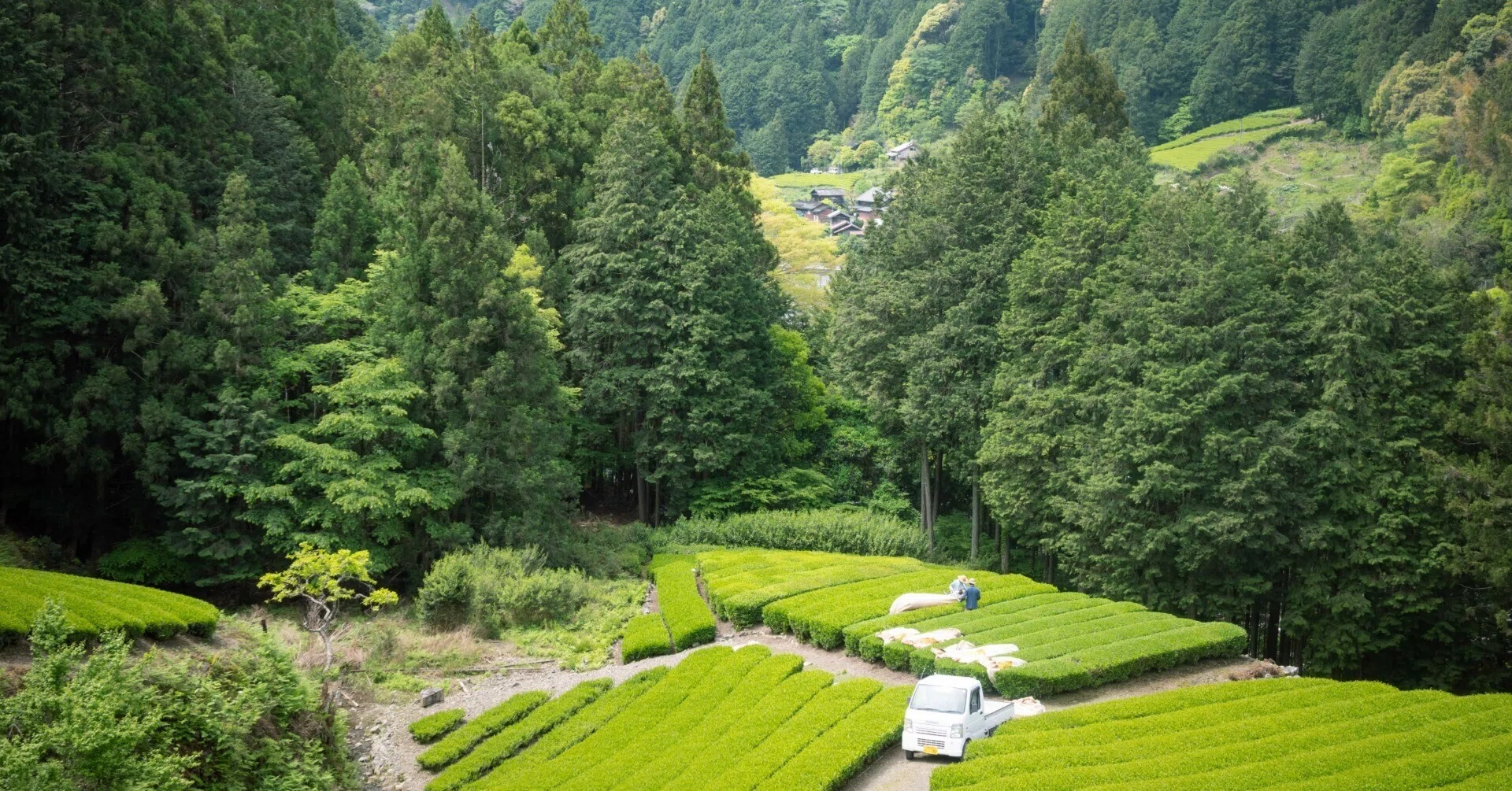昨日山で摘み、今日茶町で仕上げ、もう街で飲んでる。｜静岡茶はすごい