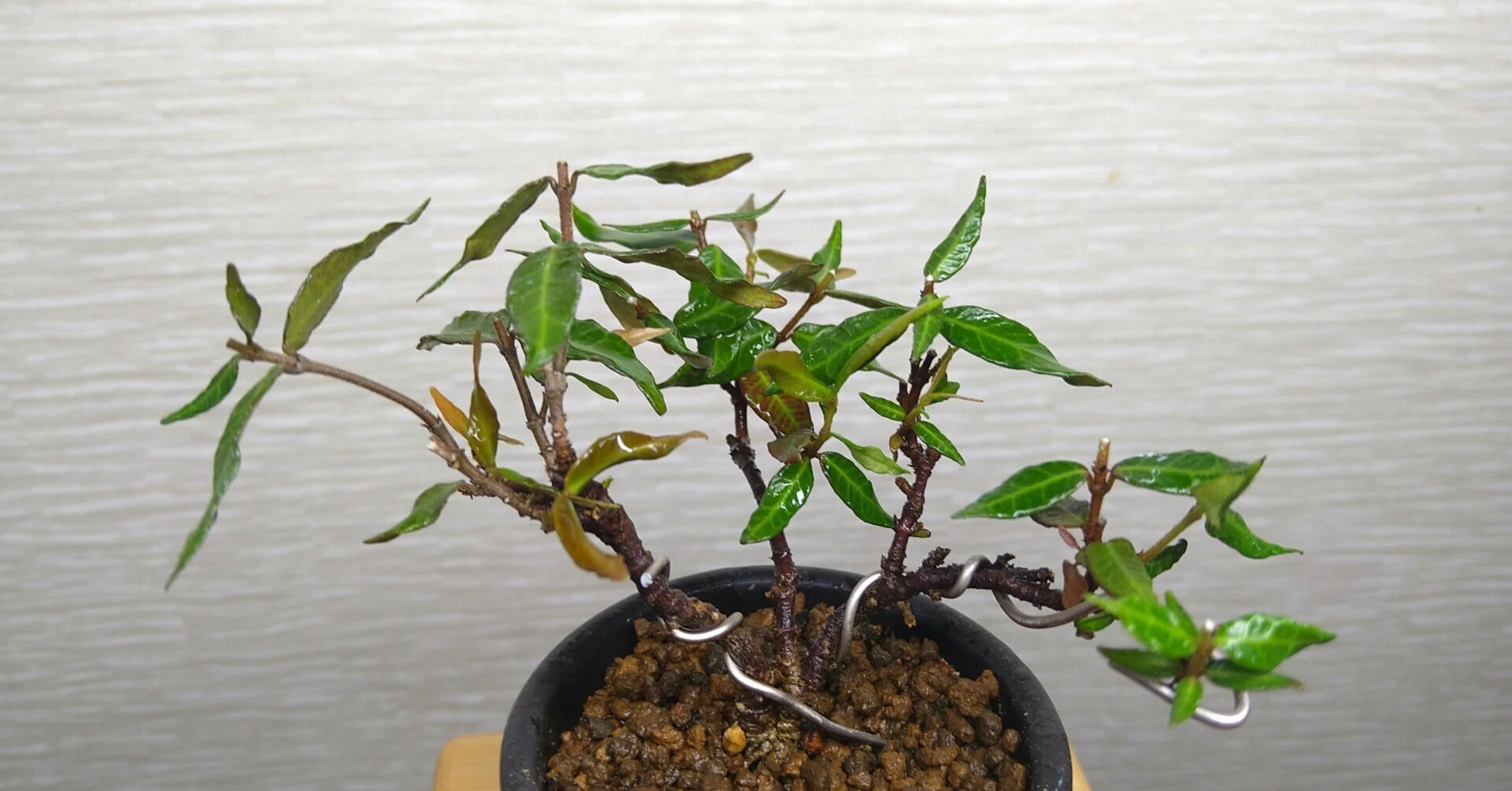 斑入り縮緬葛（年数持ち込み古い） e-bonsai_4331 盆栽