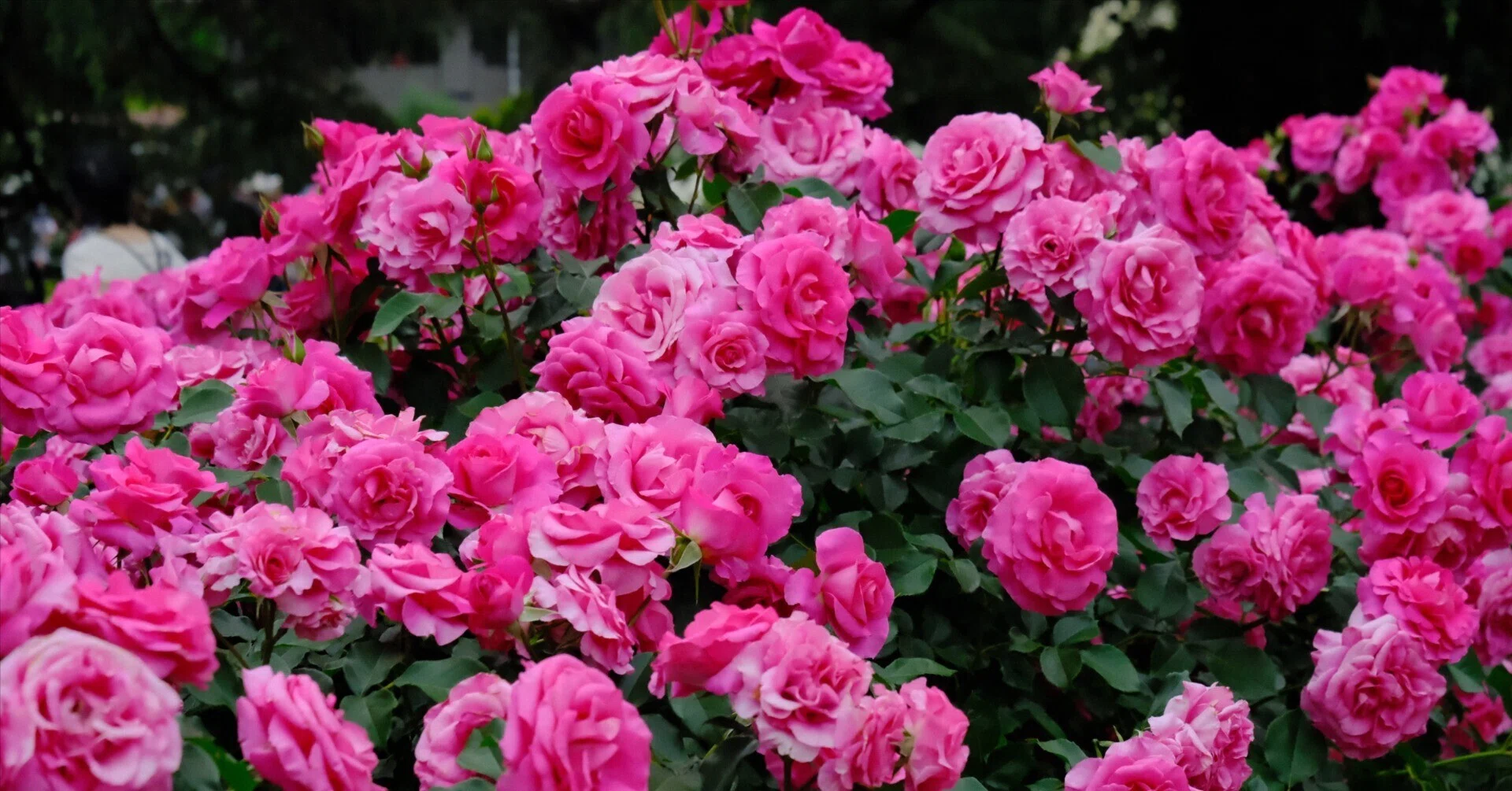 アルバム】5/14薔薇が満開！！@京都府立植物園｜あずきミルク