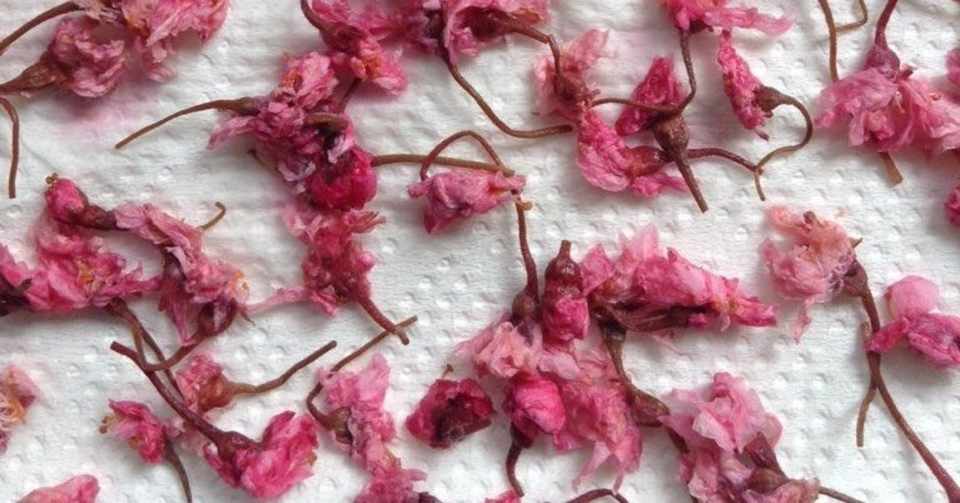 桜の塩漬け フレル食堂 Note