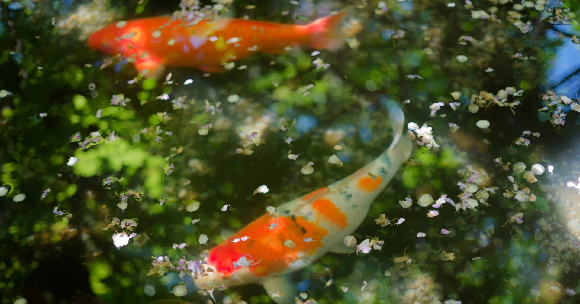 オールドレンズも好き｜まぁぼ