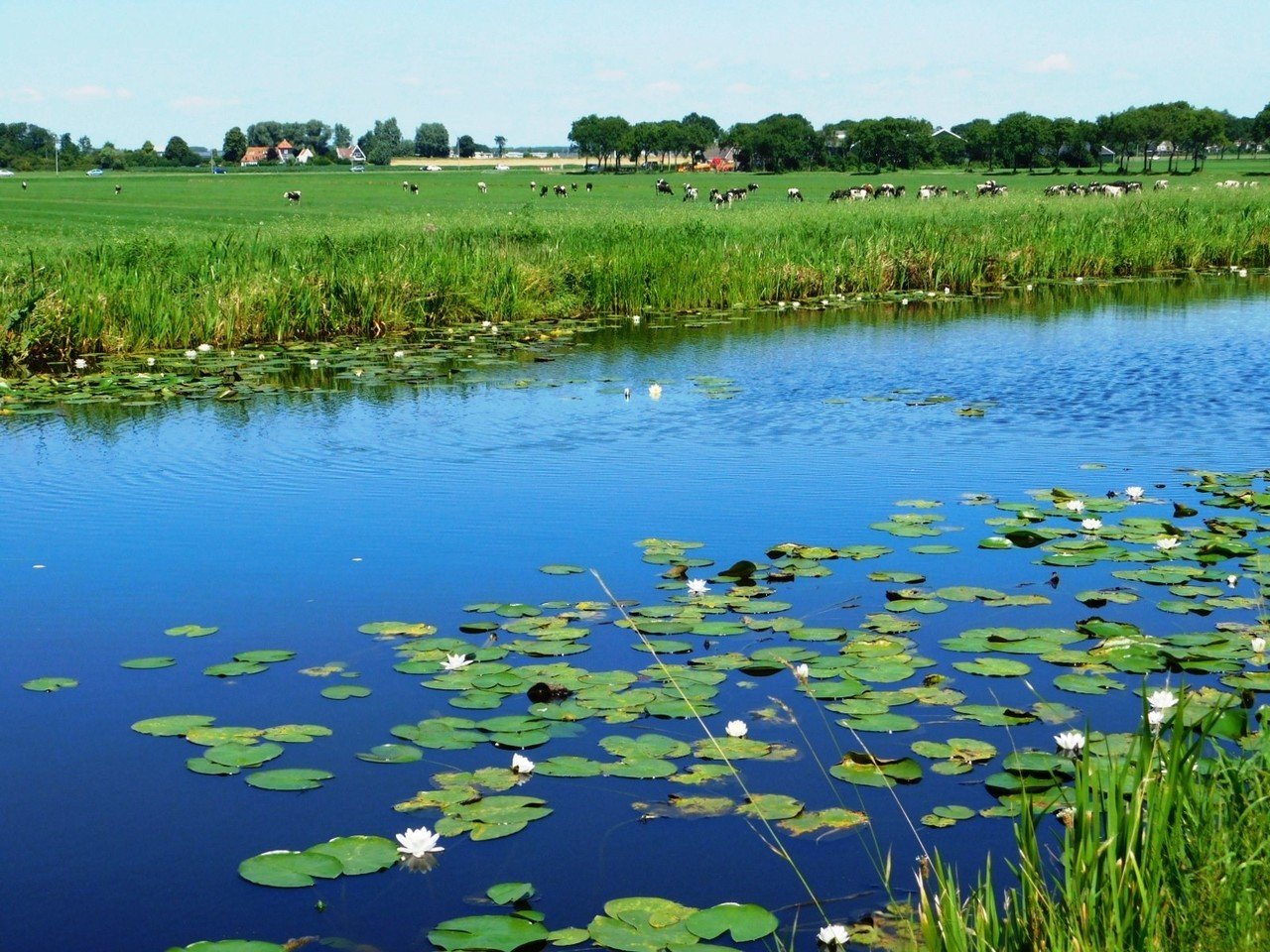水彩画 オランダ Water Land 地方 砂漠渓 Note