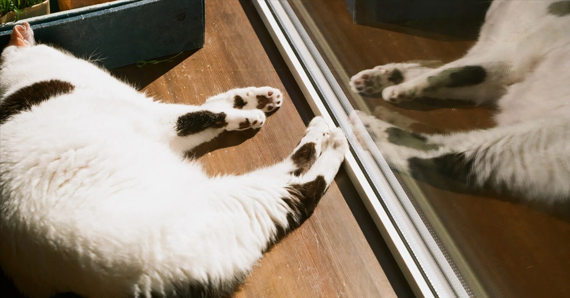 フィルムカメラとうちのねこ #42｜tabatak