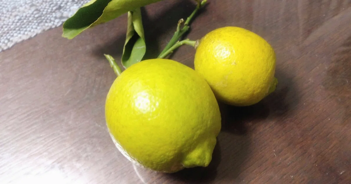[No.652] The heart is gasoline, passion is combustion｜れもん🍋言葉のビタミンC