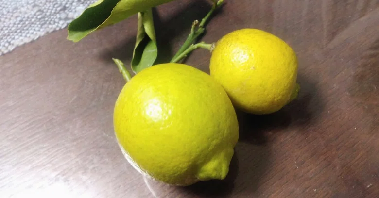 [No.652] The heart is gasoline, passion is combustion｜れもん🍋言葉のビタミンC