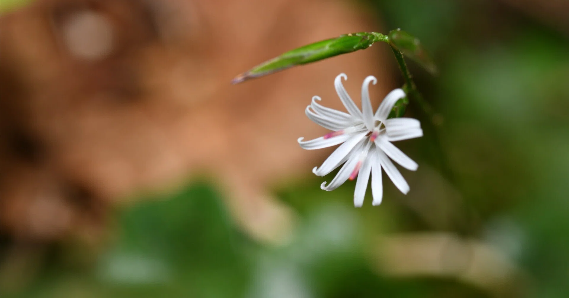 機材レビュー #02] AI AF Micro Nikkor 105mm F2.8D. 低価格でマクロ