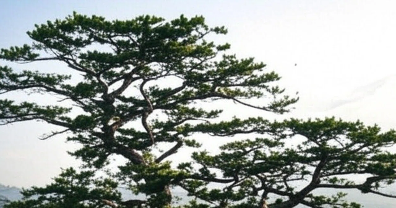 [The Secrets of Eastern Medicine] The Mystery of 'Couli' (腠理) That ...