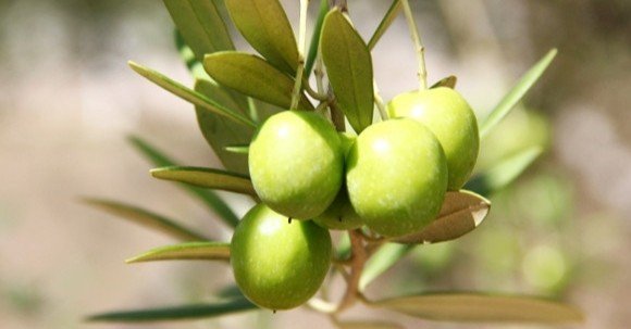 オリーブの糖質とカロリーが1秒でわかる ダイエット向き 糖質制限ダイエットshiru2 Note